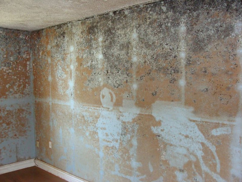 Visit A Accredited Mold Inspection Service, Inc.